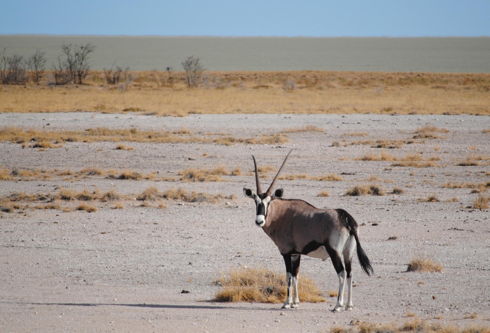 Etosha National Park – Zoutpan & Wildlife, Namibië
