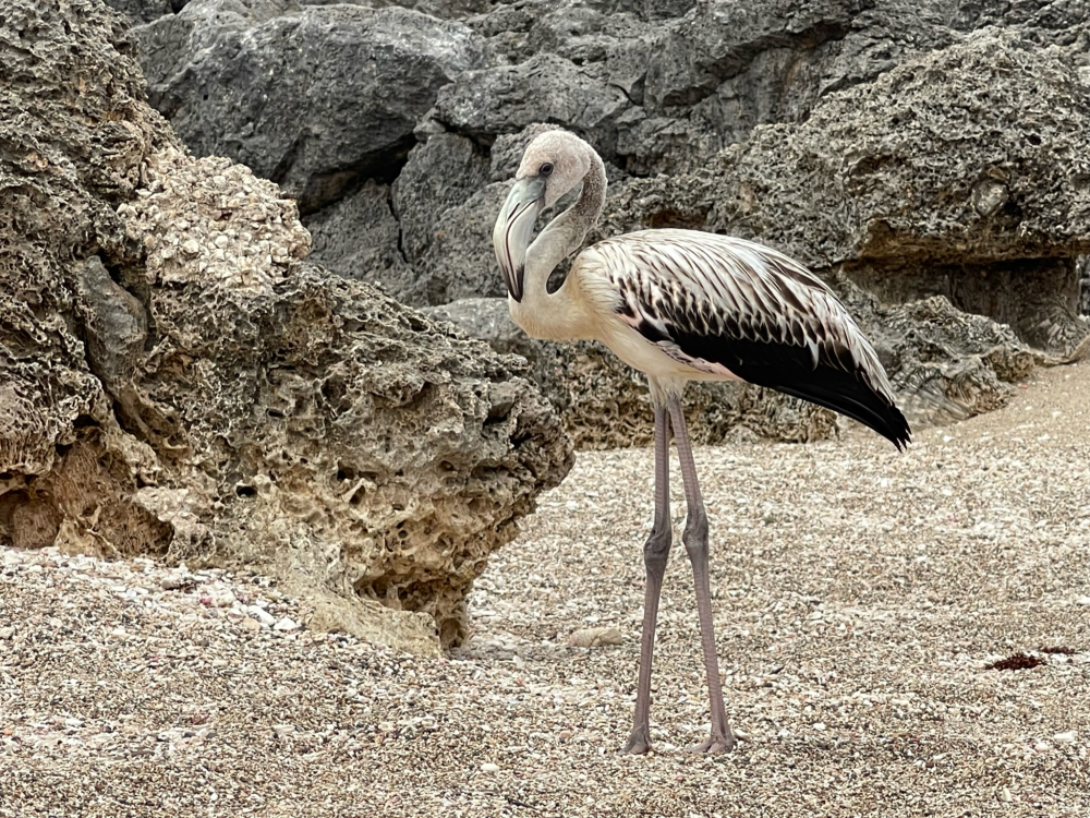 Bonaire – Duikeiland, Caribisch Nederland