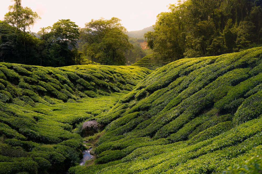 Cameron Highlands – Theevelden & Koel Berggebied in Maleisië