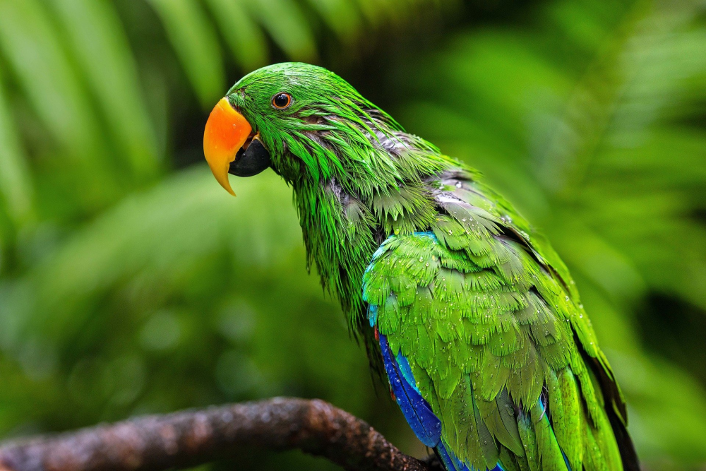 Central Suriname Nature Reserve – Regenwoudgebied, Suriname