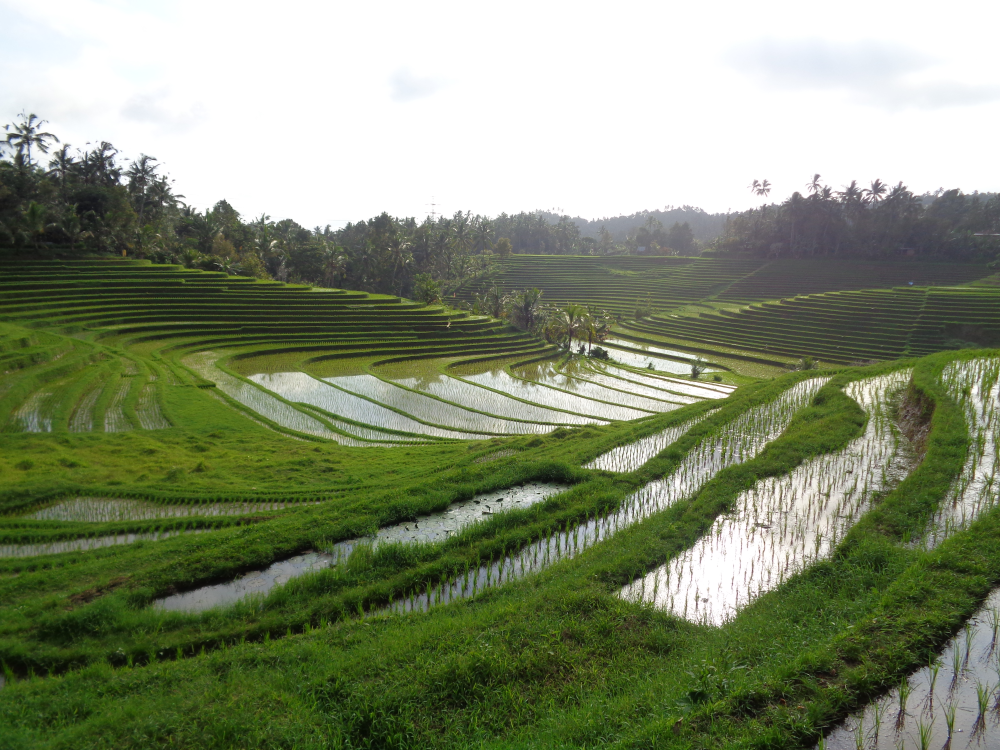 Ubud rijstvelden – Bali, Indonesië