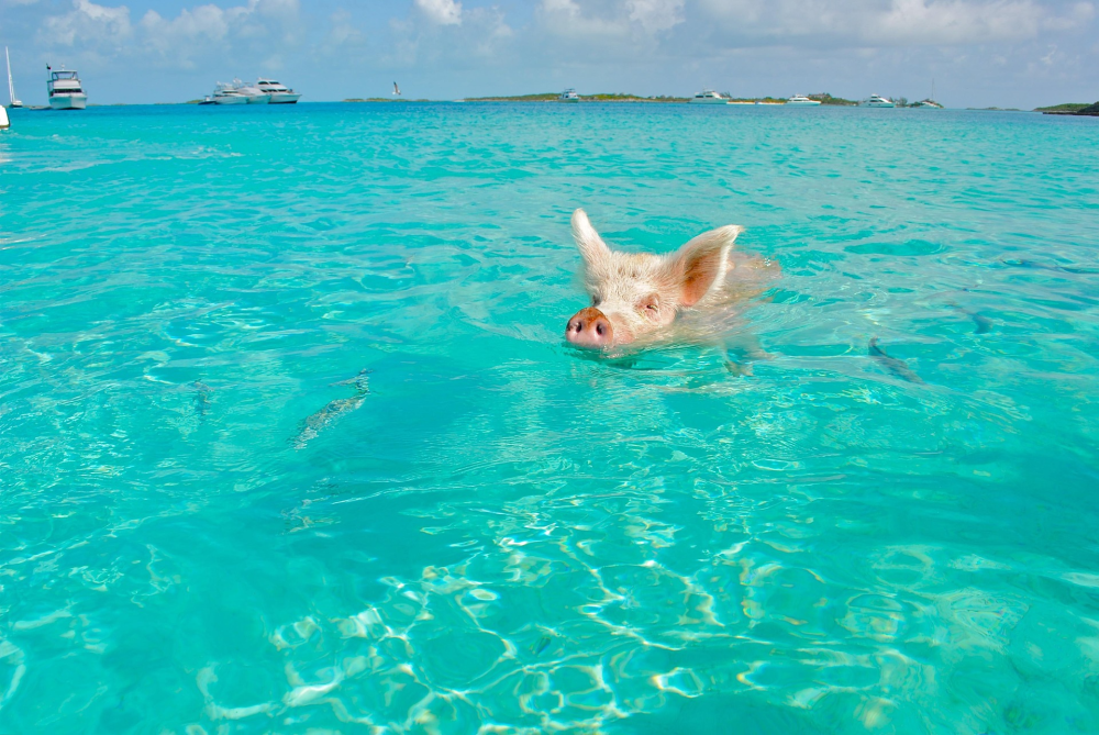 Pig Beach – Big Major Cay, Bahama’s