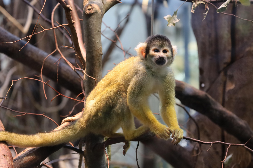 Brownsberg Natuurpark – Regenwoud & Watervallen, Suriname