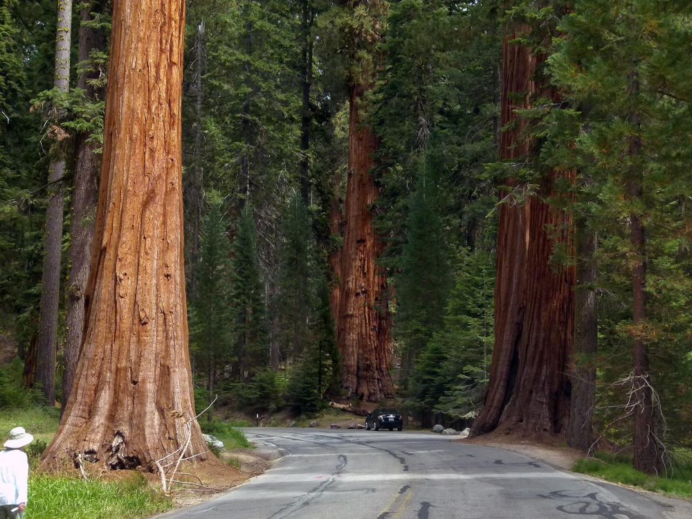 Sequoia National Park – Reuzenbomen & Roadtrip in Californië