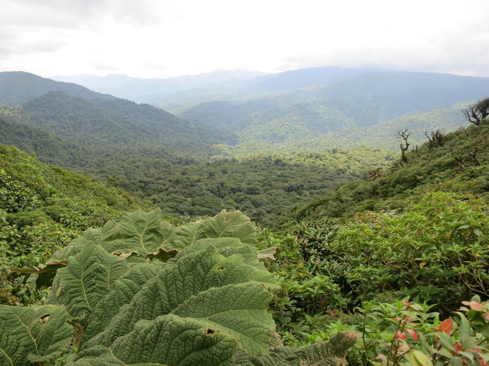 Monteverde Cloud Forest – Costa Rica