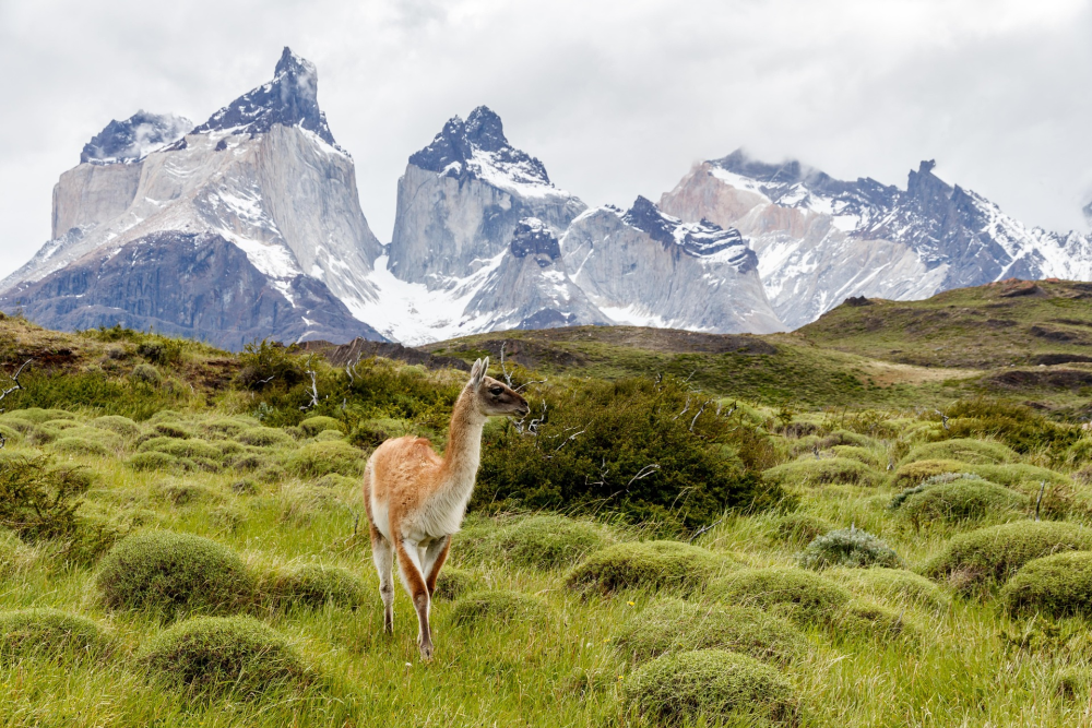 Torres del Paine – Patagonië, Chili