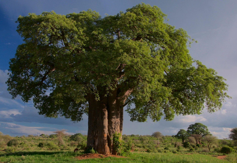 Tarangire National Park – Olifanten & Baobabs in Tanzania