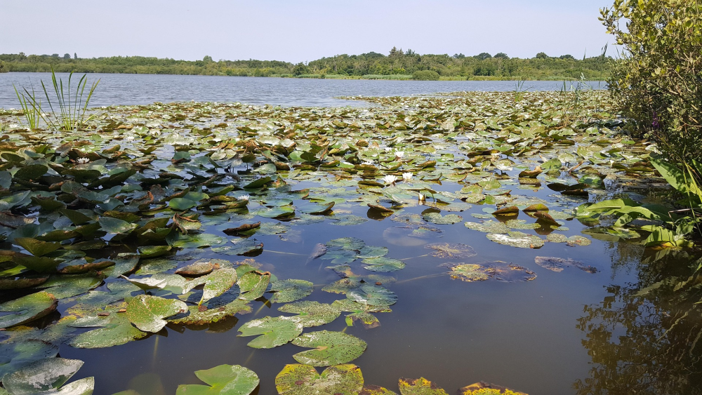 The Norfolk Broads – Wetlands & Wandelroutes, Verenigd Koninkrijk