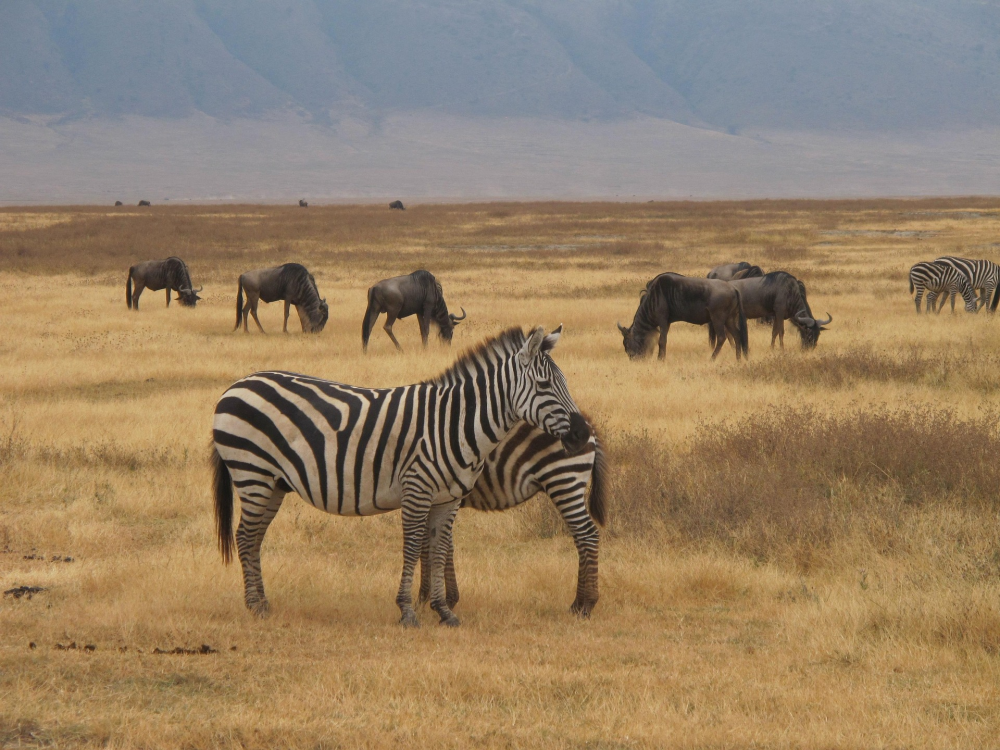 Ngorongoro Crater – Safari in een Vulkanische Krater, Tanzania