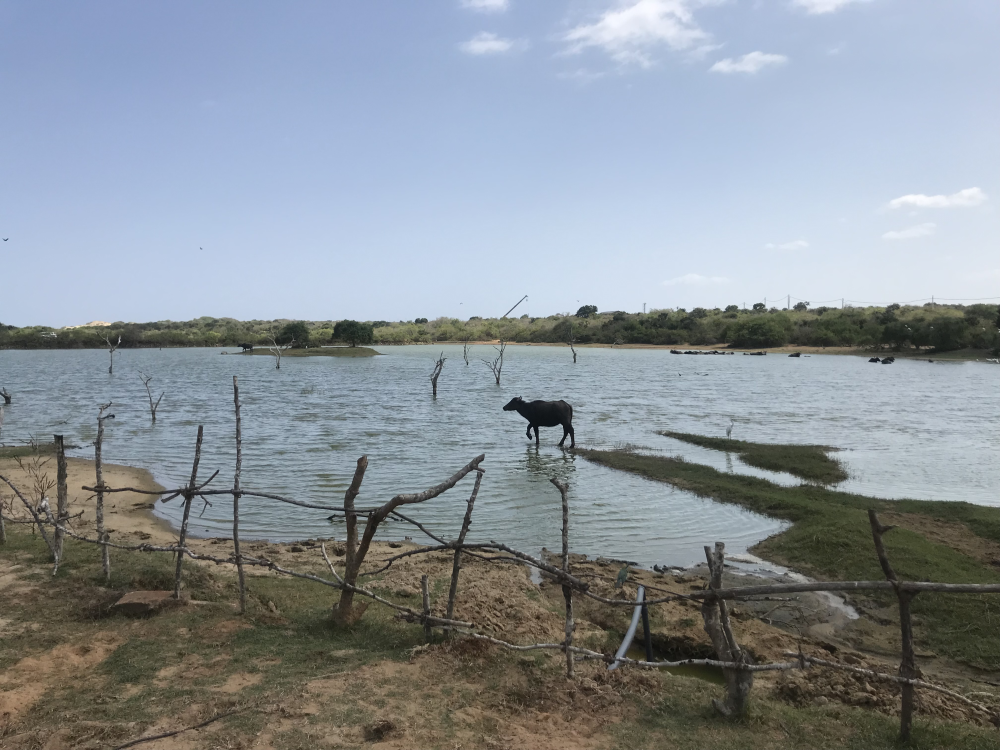 Yala National Park – Safari Park, Sri Lanka