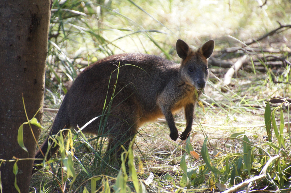 Kangaroo Island – Wildlife & Ruige Kust in Zuid-Australië