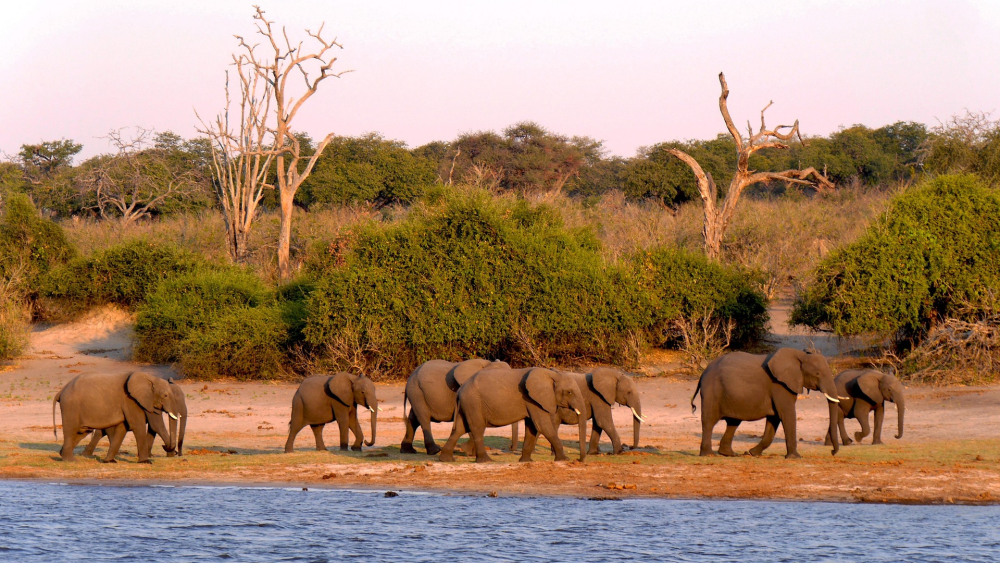 Chobe National Park – Olifantenhoofdstad van Botswana