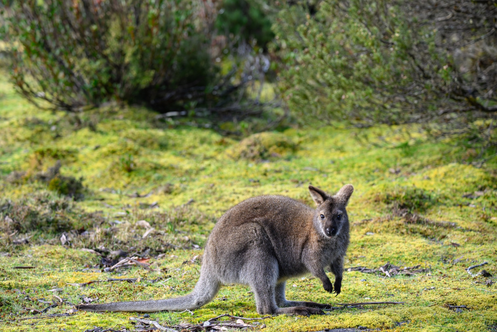 Cradle Mountain-Lake St Clair National Park – Tasmanië, Australië