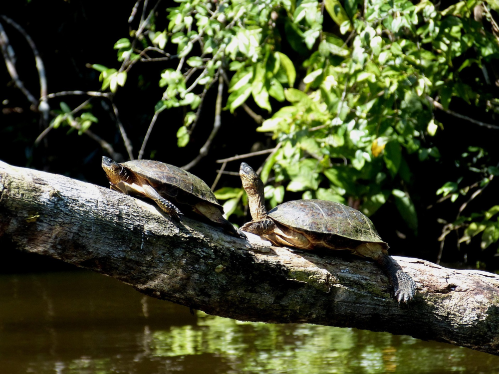 Tortuguero National Park – Costa Rica