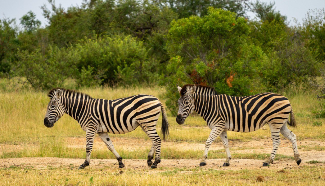 Klaserie Game Reserve Zuid Afrika
