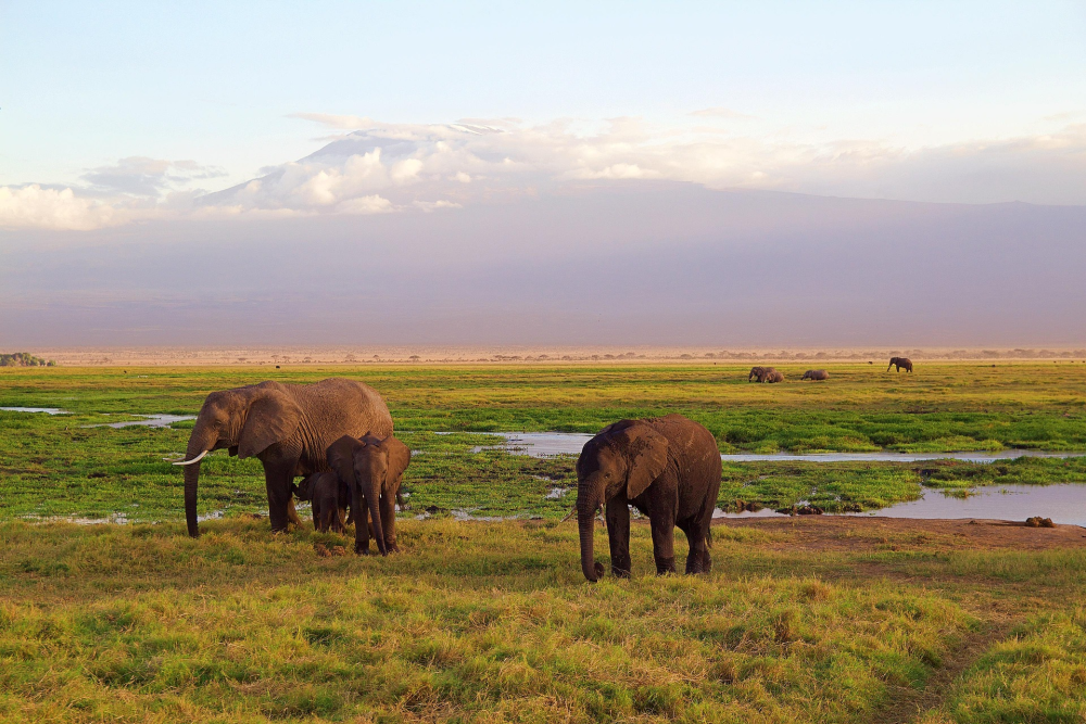 Mount Kilimanjaro – Hoogste Berg van Afrika, Tanzania