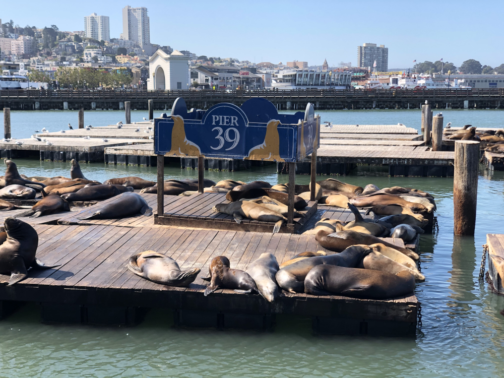 San Francisco – Golden Gate Bridge & Citytrip in Californië